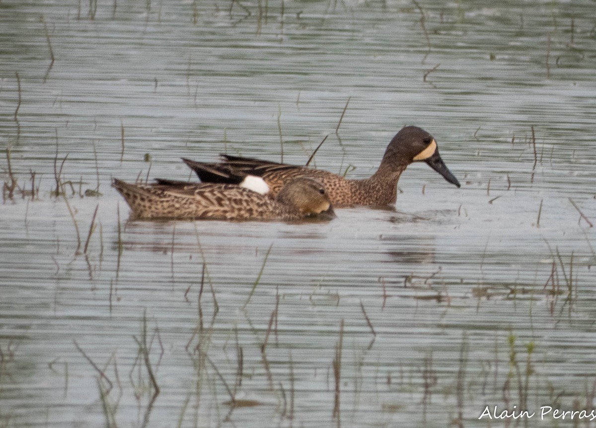 Blue-winged Teal - ML620868099