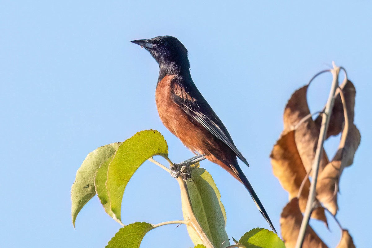 Orchard Oriole - ML620868101