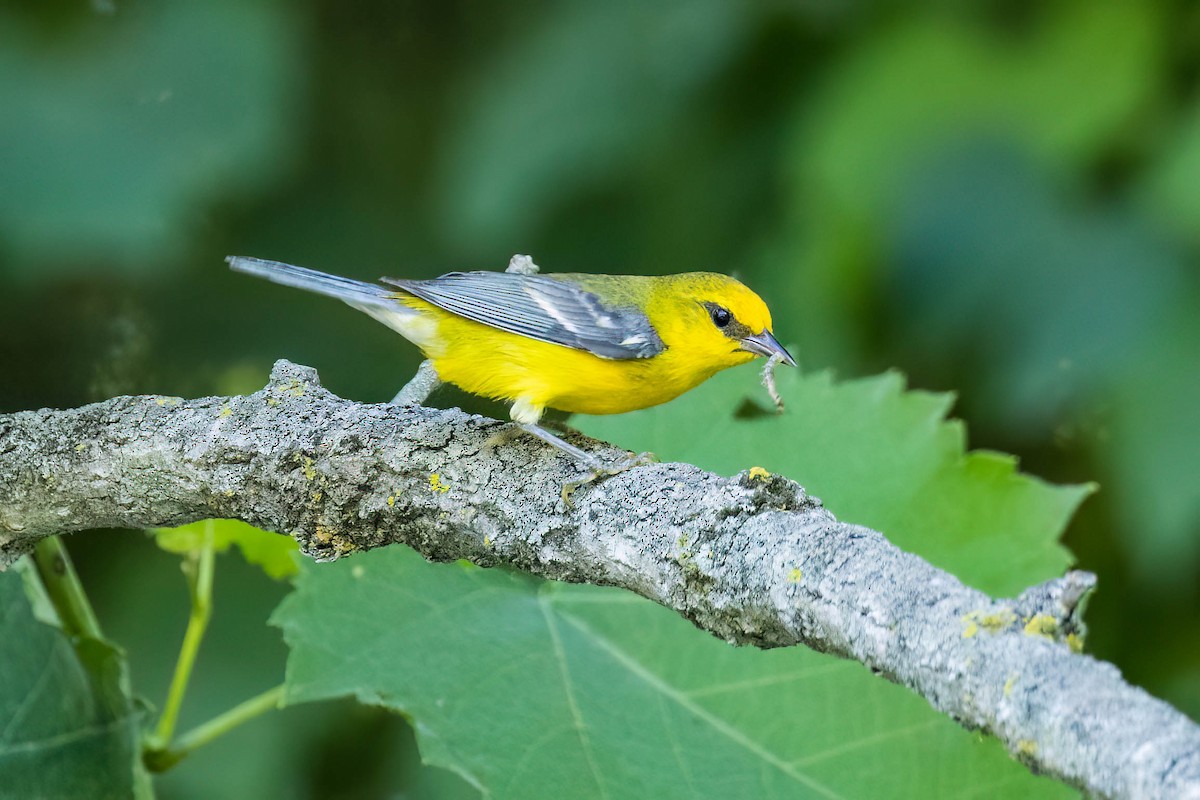 Blue-winged Warbler - Rich Kostecke