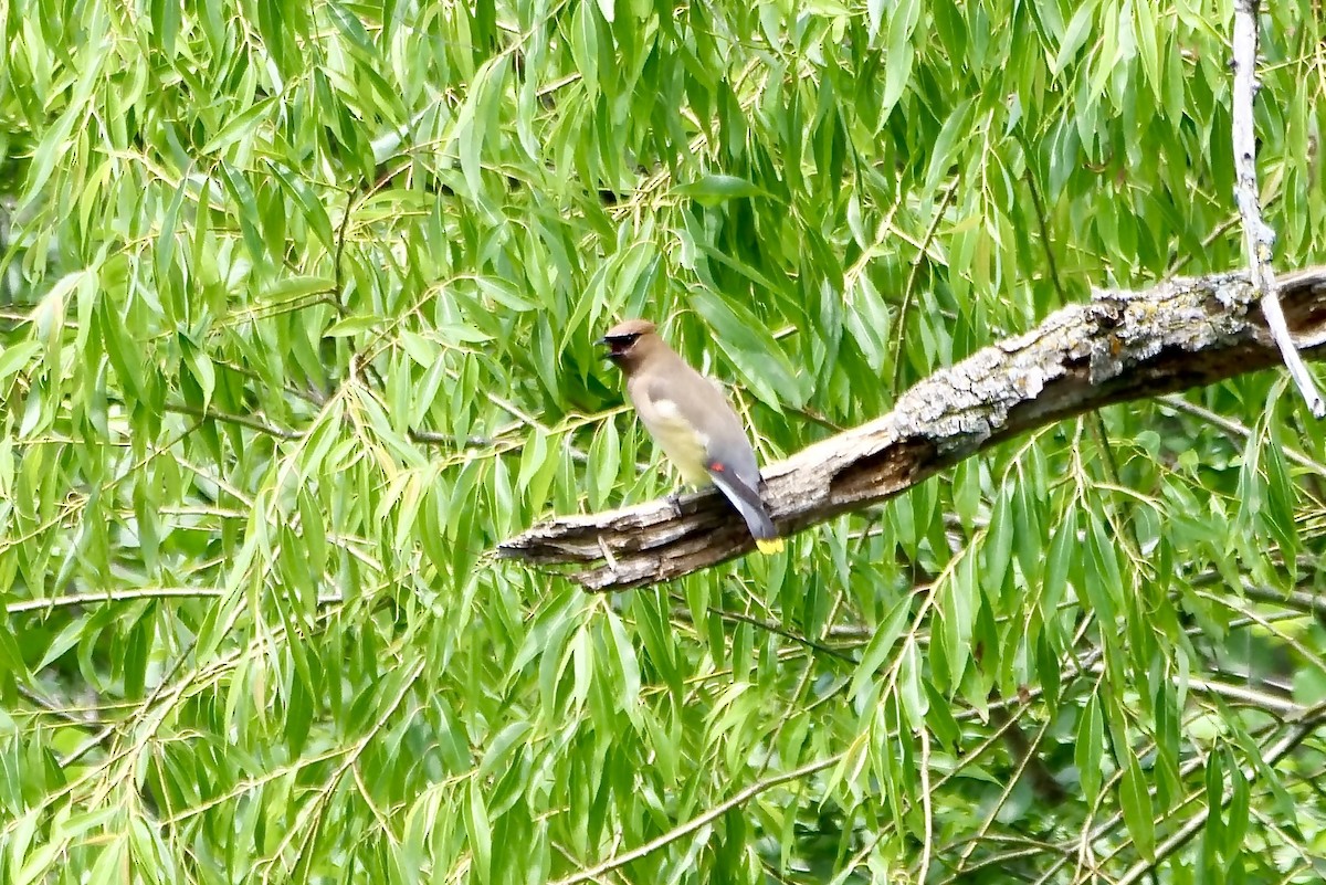 Cedar Waxwing - ML620868111