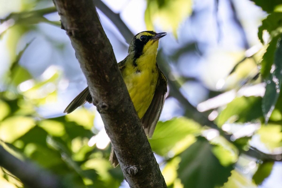 Kentucky Warbler - ML620868115