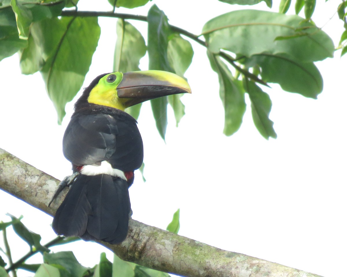 Yellow-throated Toucan - Iván Lau