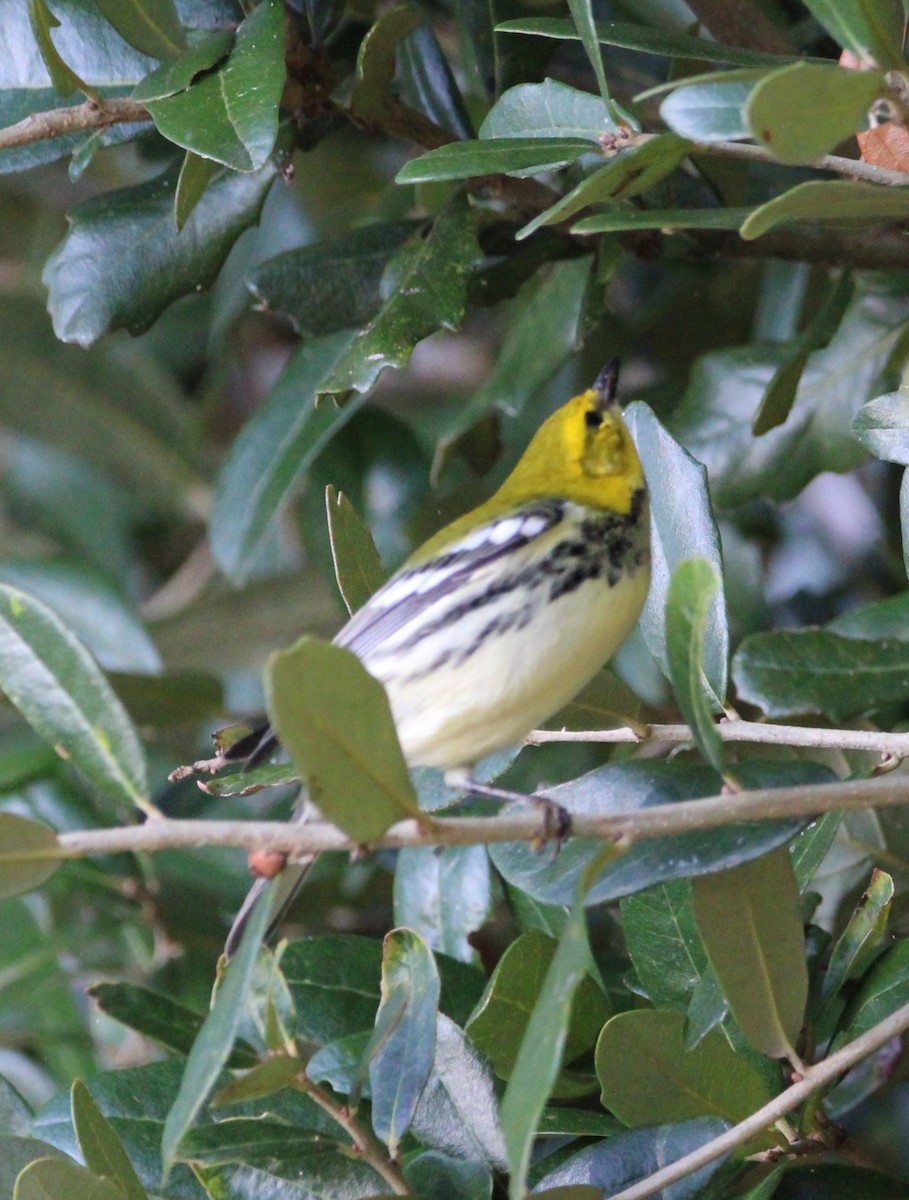 Black-throated Green Warbler - ML620868119