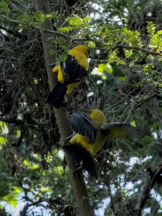 Yellow Oriole - ML620868126