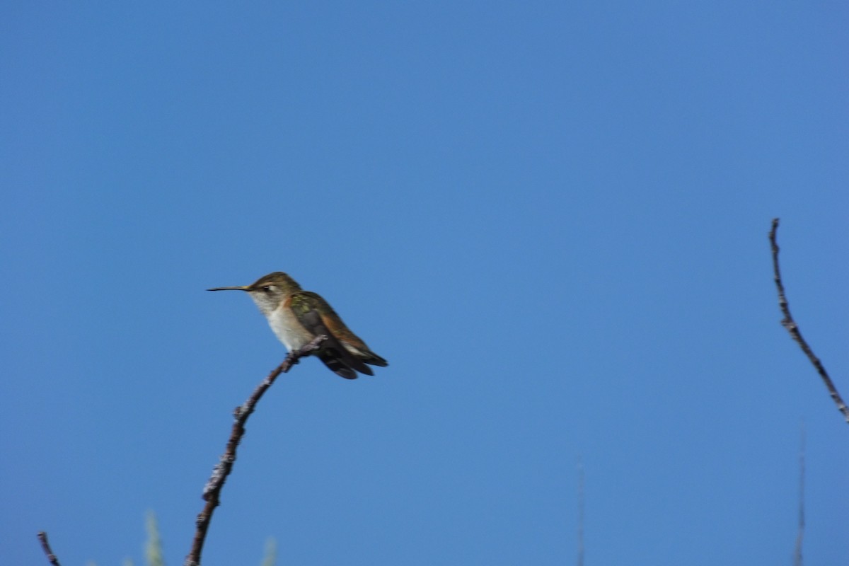 Broad-tailed Hummingbird - ML620868134