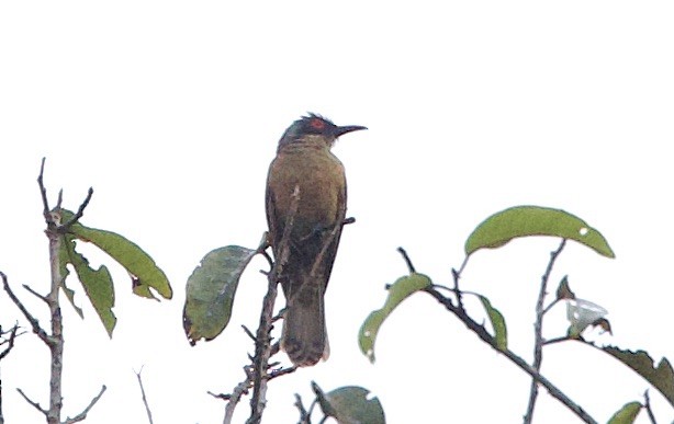 Long-billed Cuckoo - ML620868140