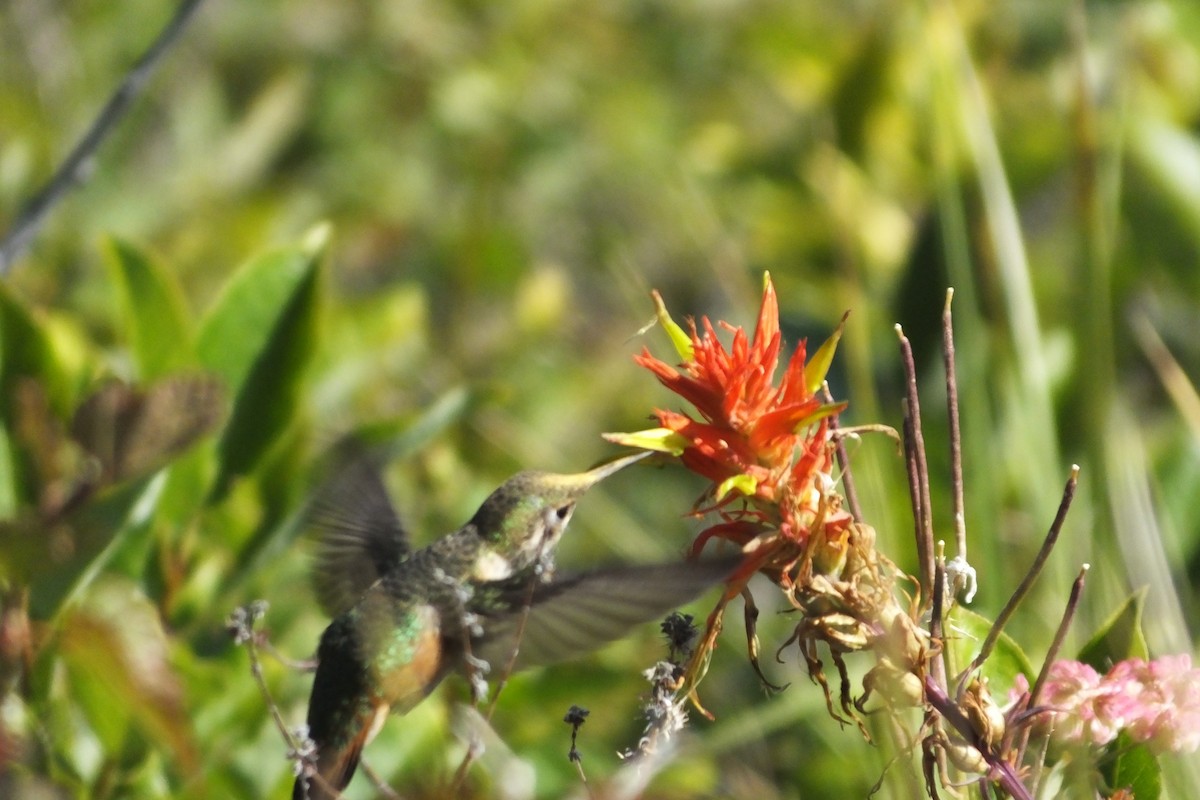 Broad-tailed Hummingbird - ML620868143
