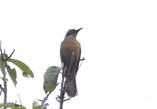 Long-billed Cuckoo - ML620868149