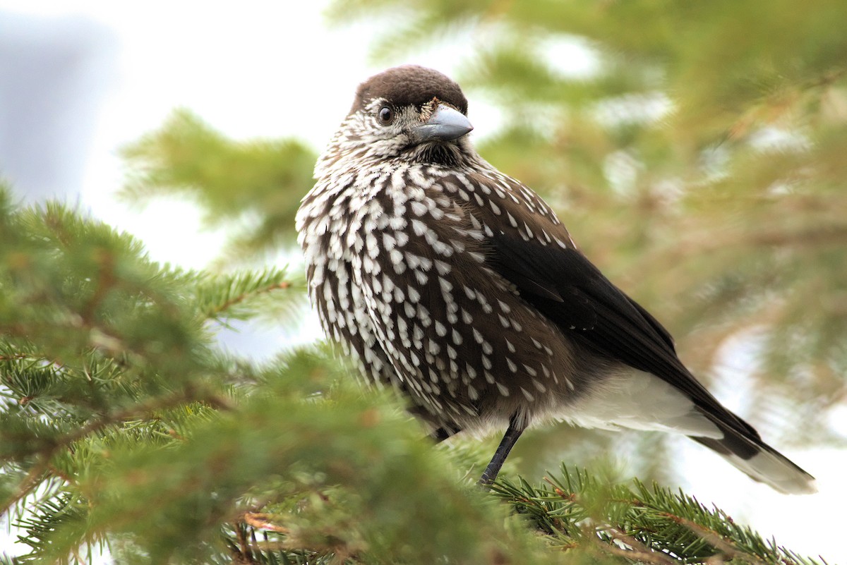 Eurasian Nutcracker - ML620868155