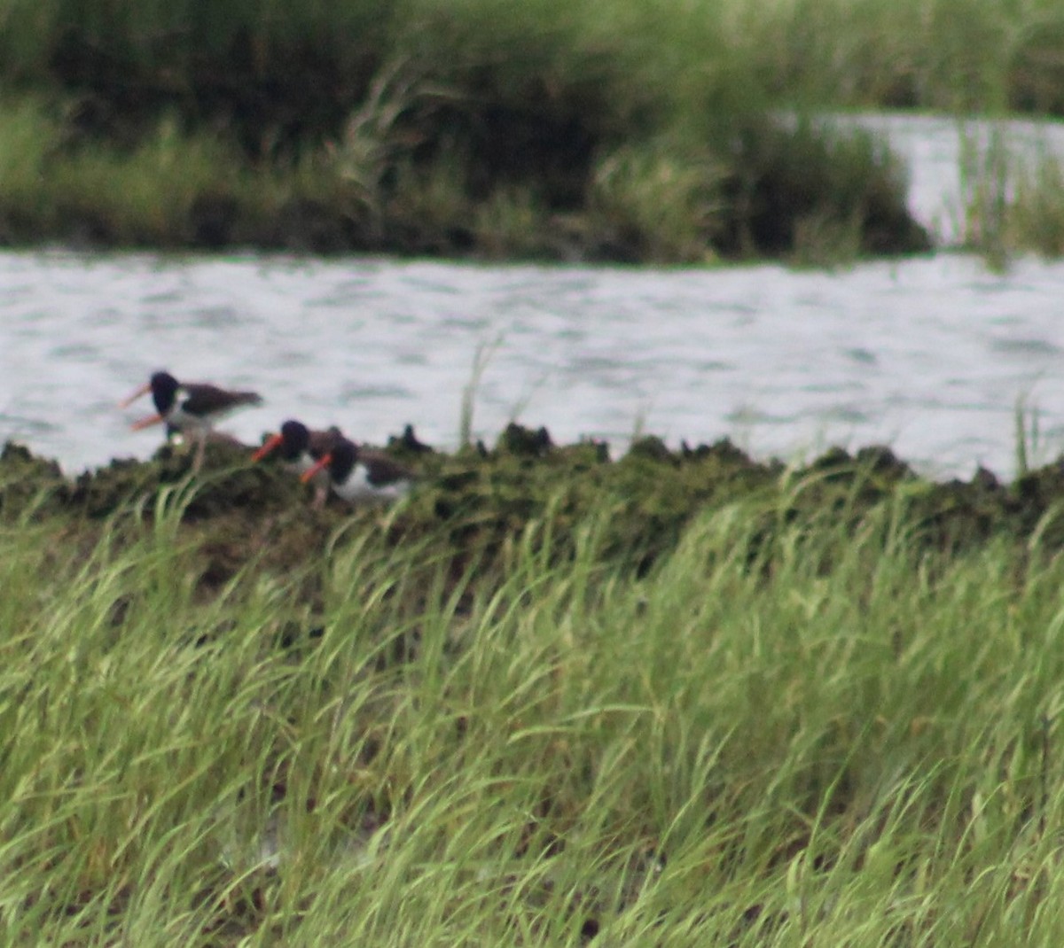 American Oystercatcher - ML620868166