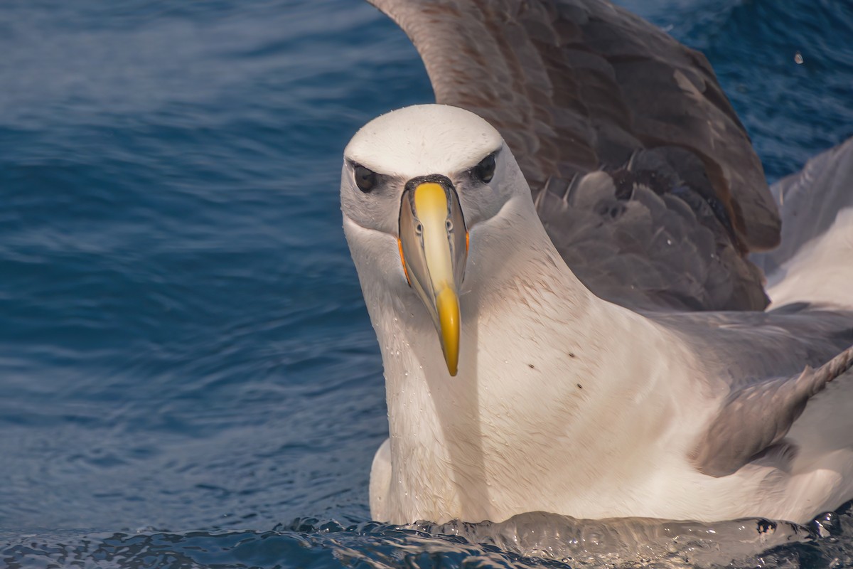 Albatros à cape blanche - ML620868167