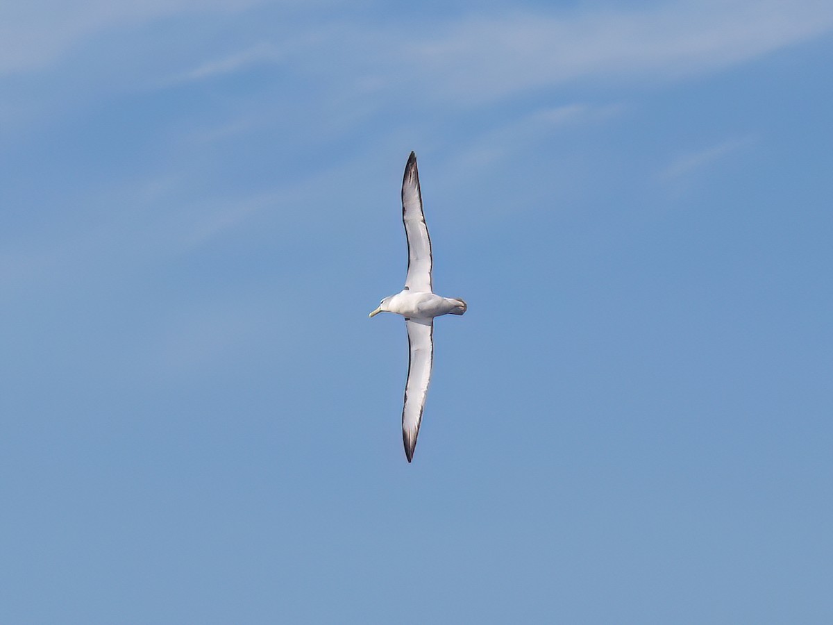 Albatros à cape blanche - ML620868182