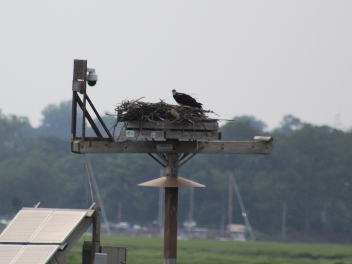 Osprey - ML620868184