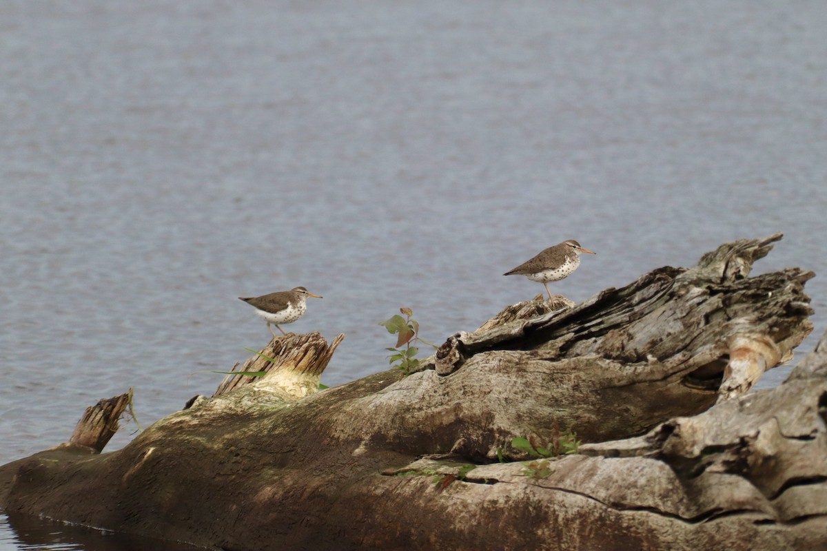 Spotted Sandpiper - ML620868192