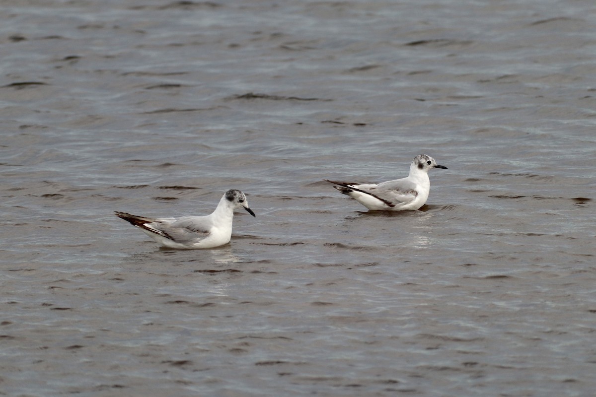 Bonaparte's Gull - ML620868204