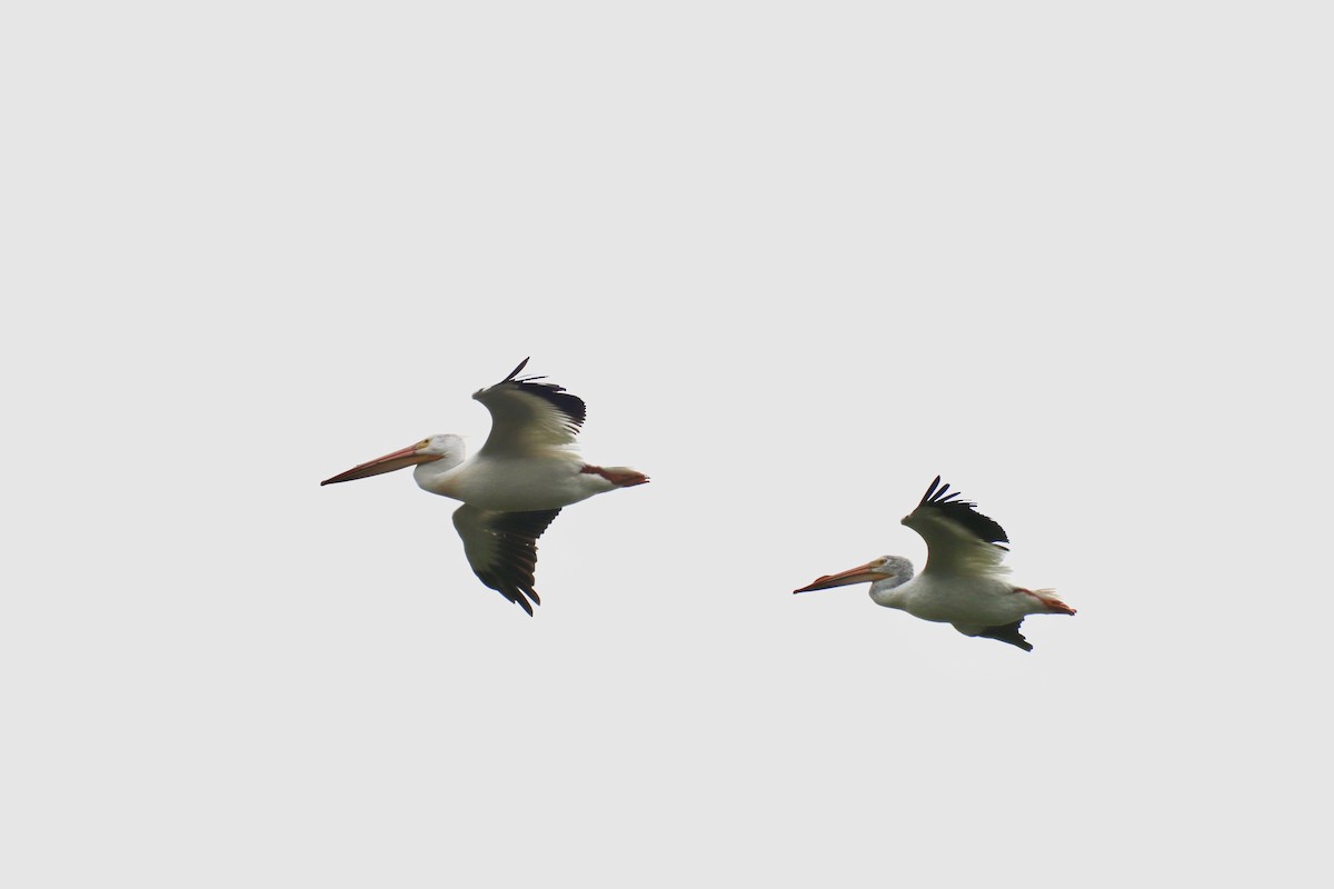 American White Pelican - ML620868208