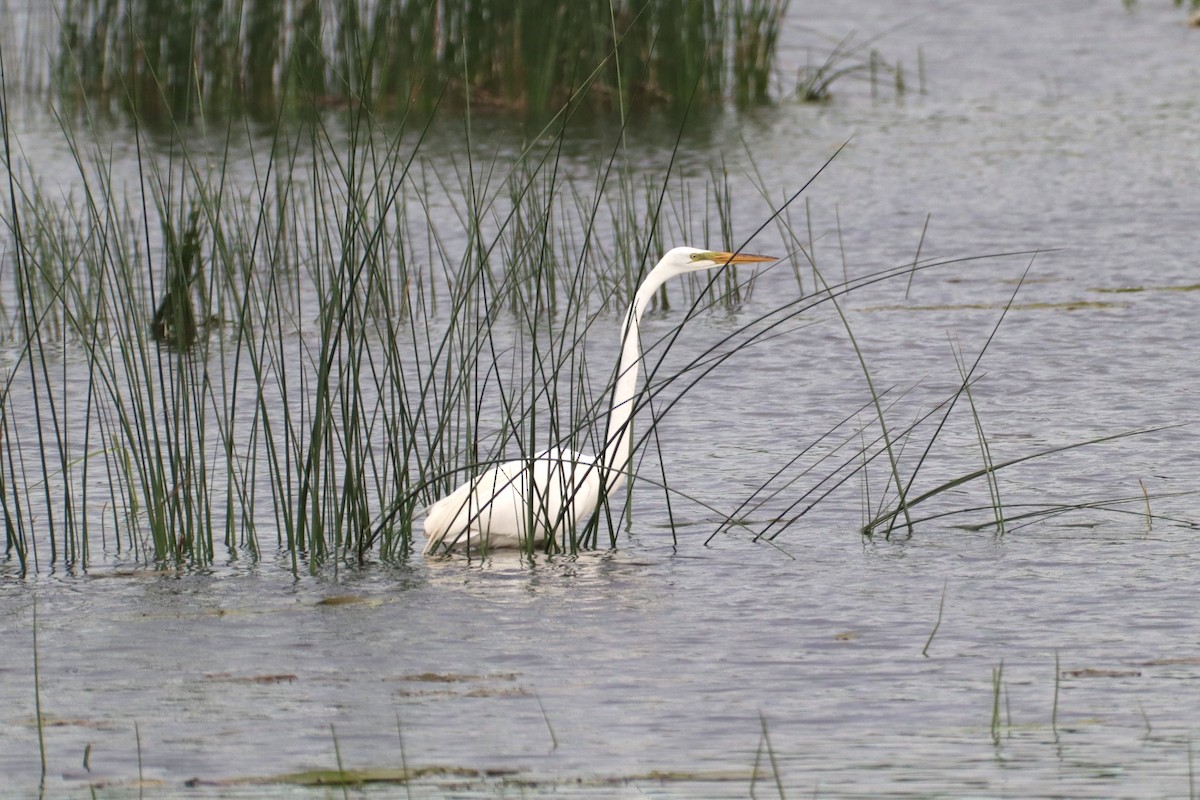 Great Egret - Marcus Welander