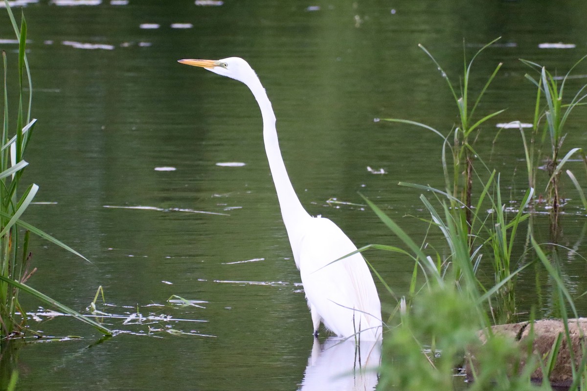 Great Egret - ML620868214