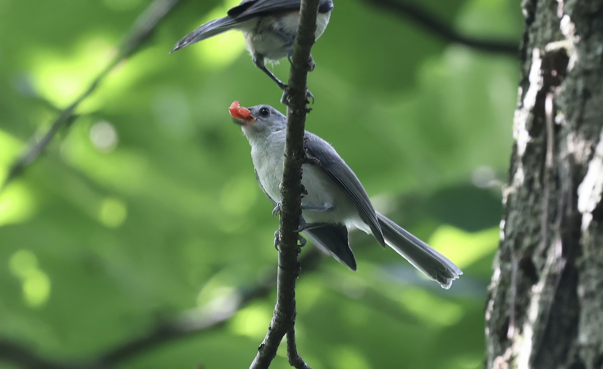 Tufted Titmouse - ML620868217