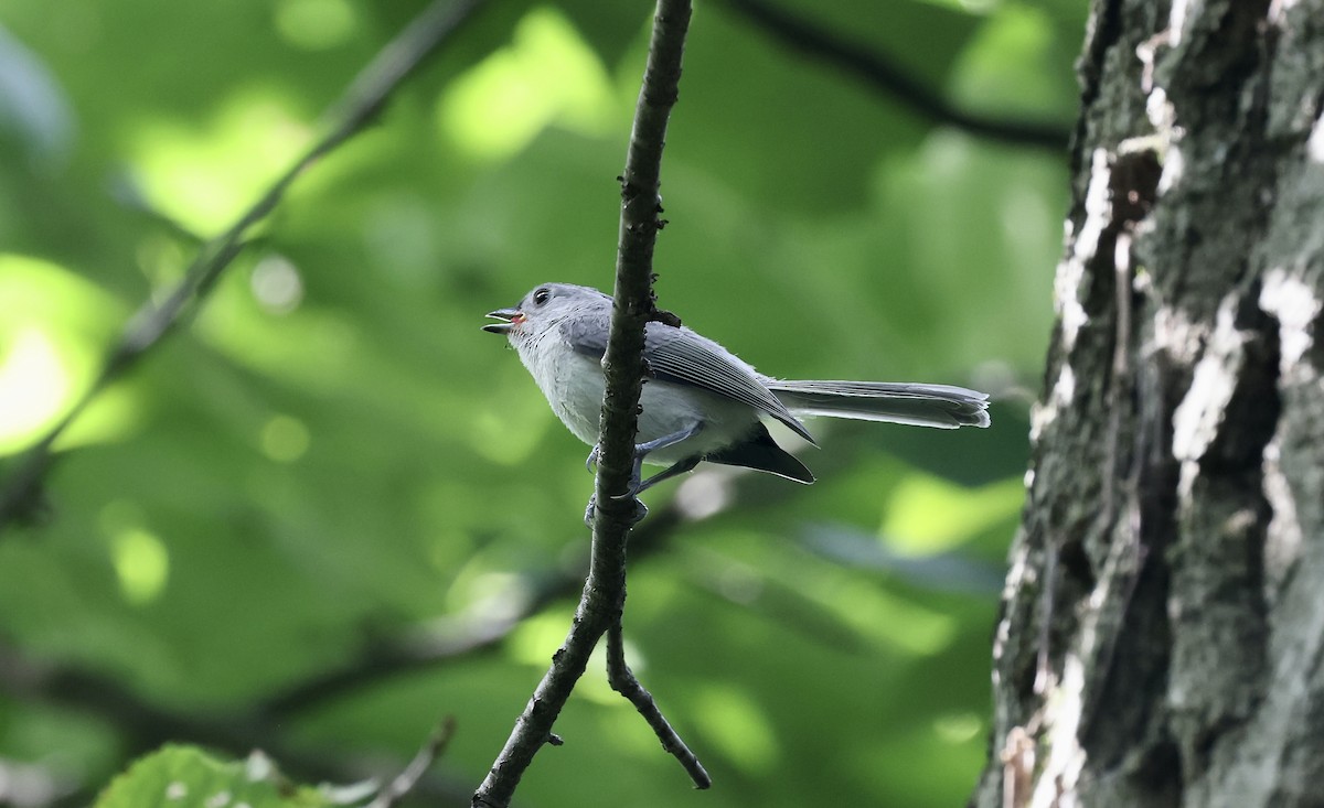 Tufted Titmouse - ML620868219