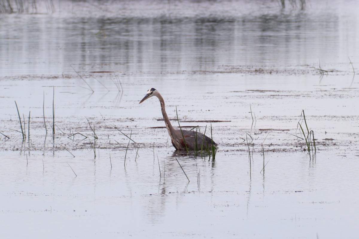 Great Blue Heron - ML620868221