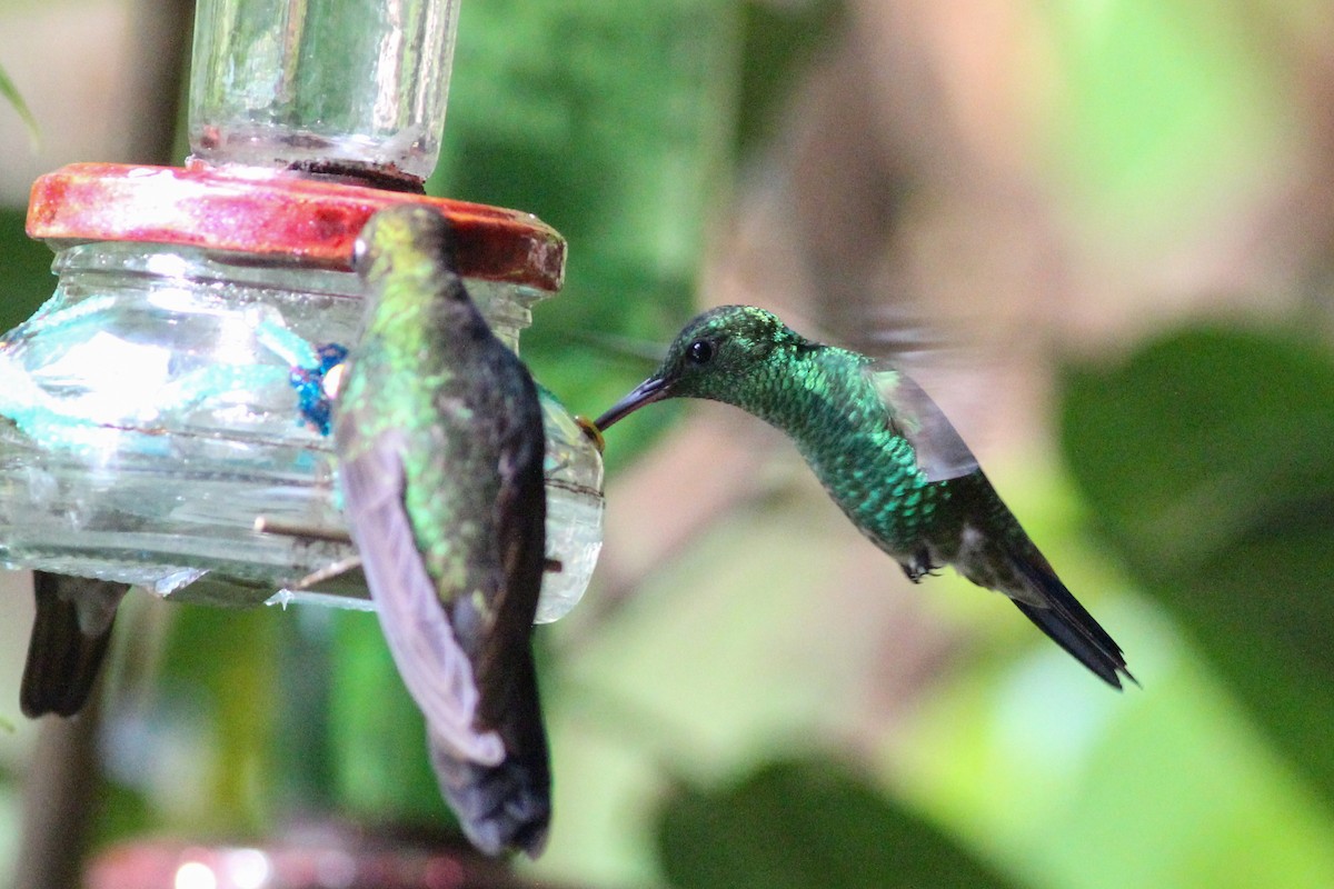 Copper-rumped Hummingbird - ML620868222