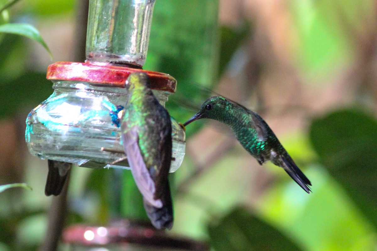 Copper-rumped Hummingbird - ML620868225