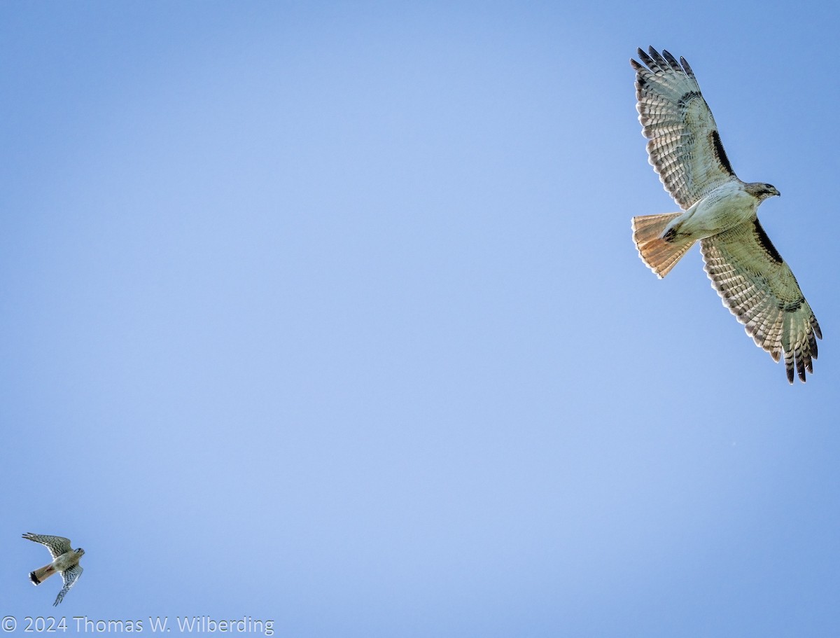 Red-tailed Hawk - Tom Wilberding