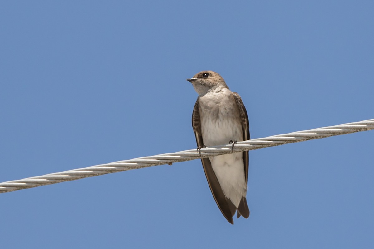 Northern Rough-winged Swallow - ML620868241