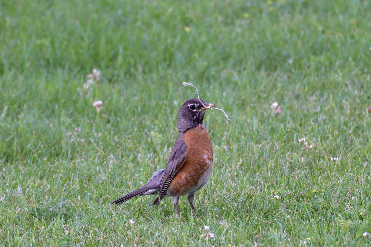 American Robin - ML620868243