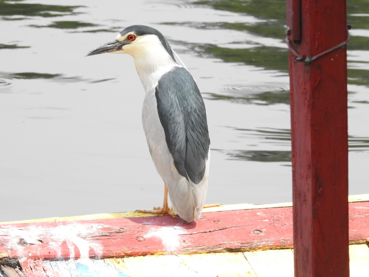 Black-crowned Night Heron - ML620868251