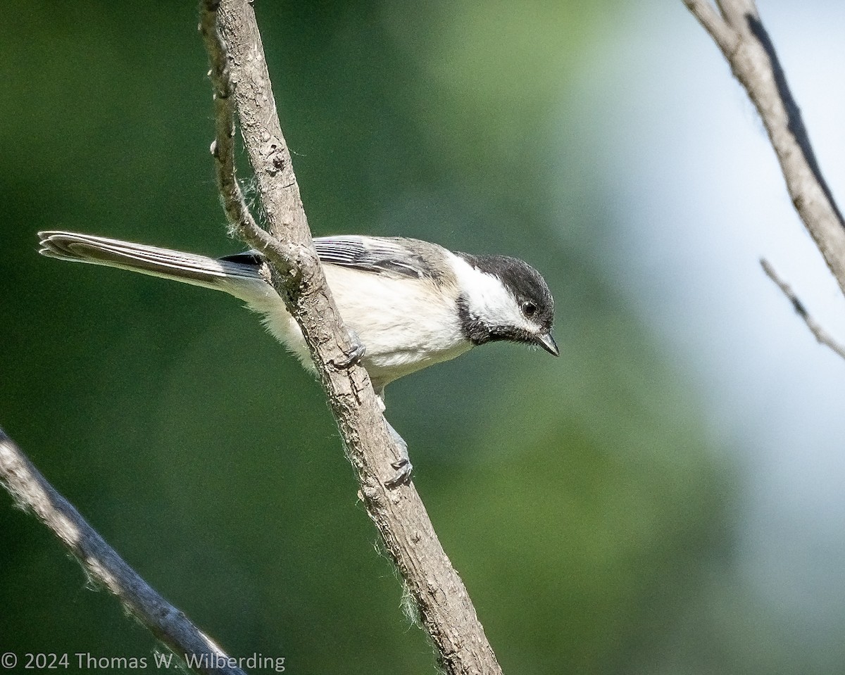 Black-capped Chickadee - ML620868254