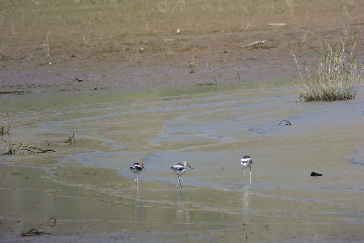 Avoceta Americana - ML620868260