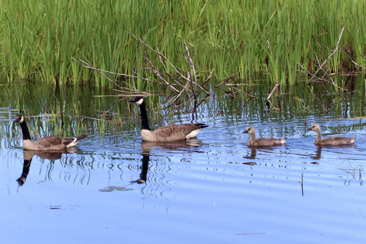 Canada Goose - ML620868268