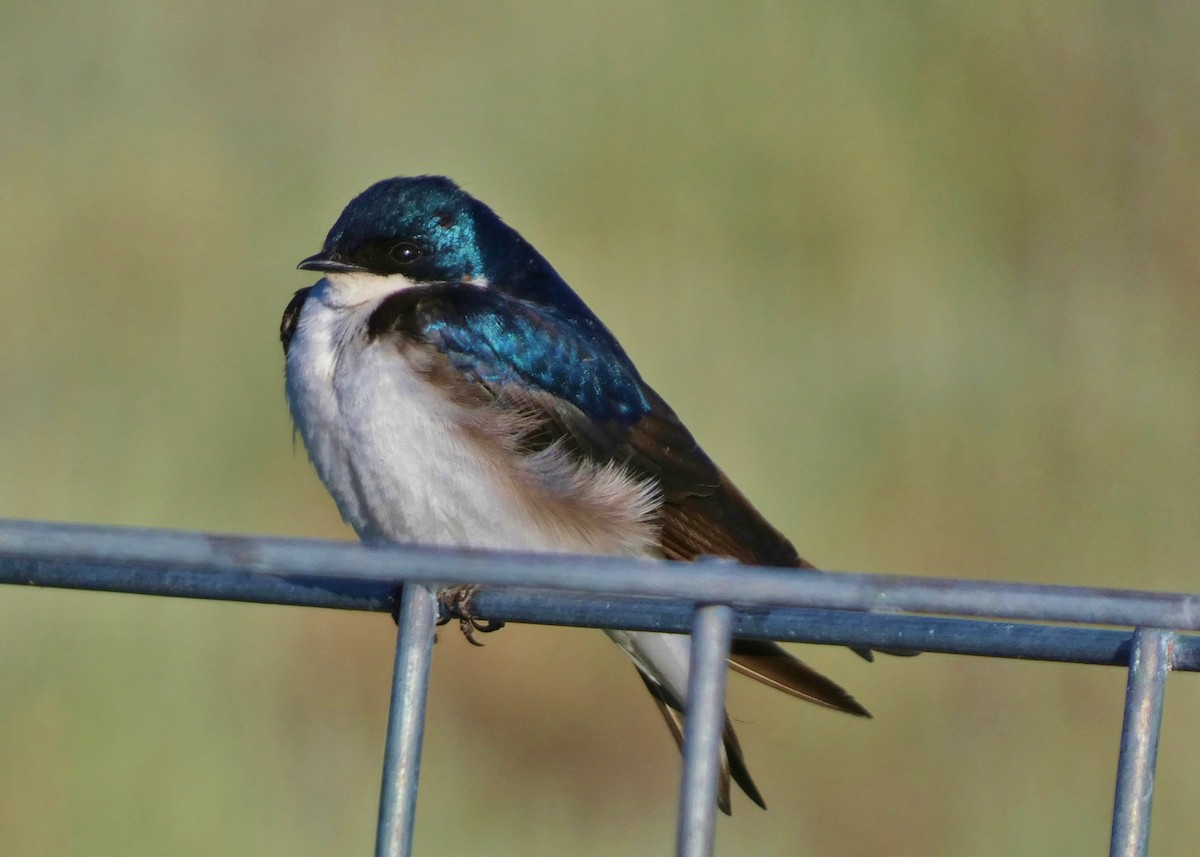 Tree Swallow - ML620868278