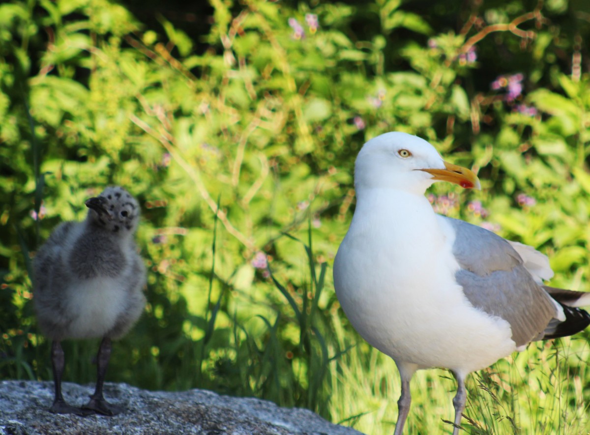 Herring Gull - ML620868283