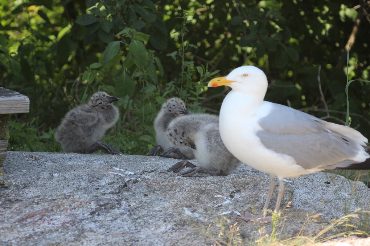 Gaviota Argéntea - ML620868286