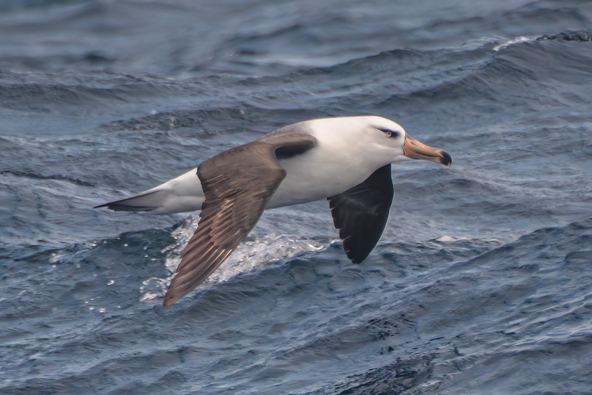 Black-browed Albatross (Black-browed) - ML620868289