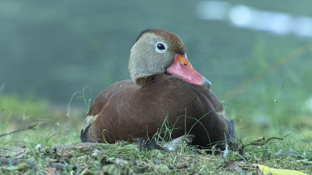 Black-bellied Whistling-Duck - ML620868318