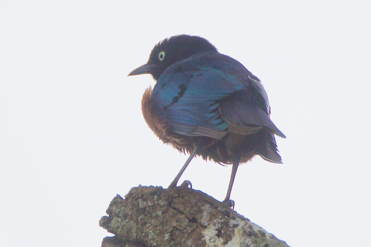 Rüppell's Starling - ML620868322