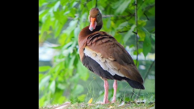 Dendrocygne à ventre noir - ML620868325