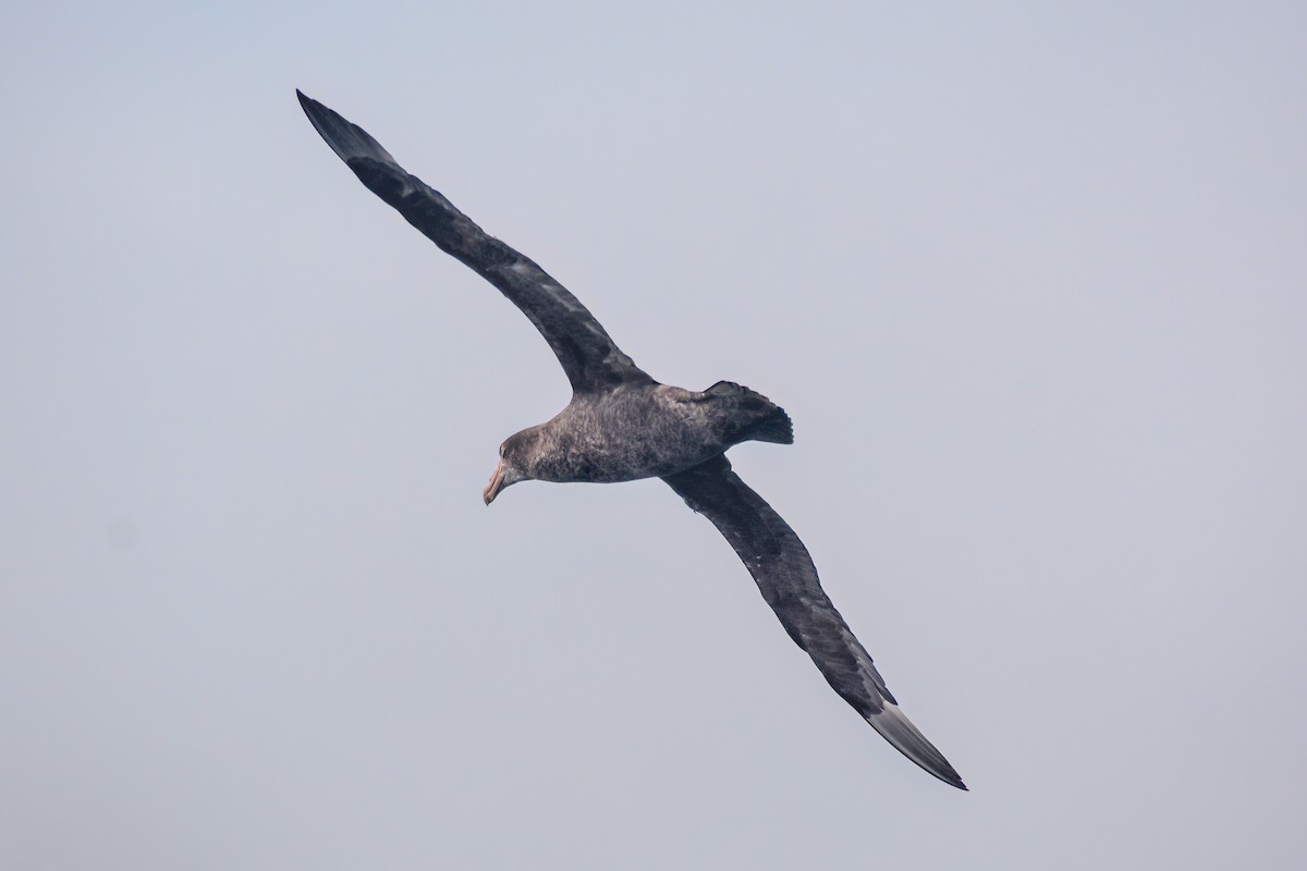 Northern Giant-Petrel - ML620868328