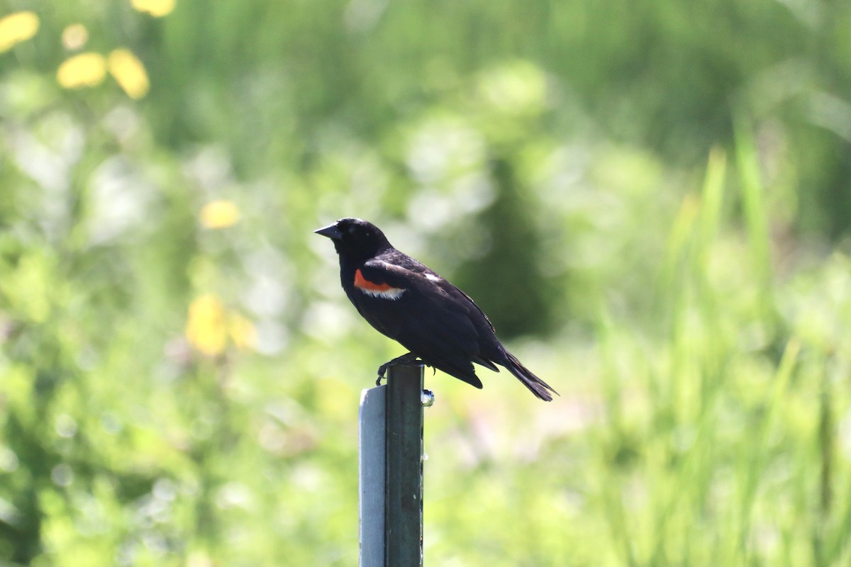 Red-winged Blackbird - ML620868337