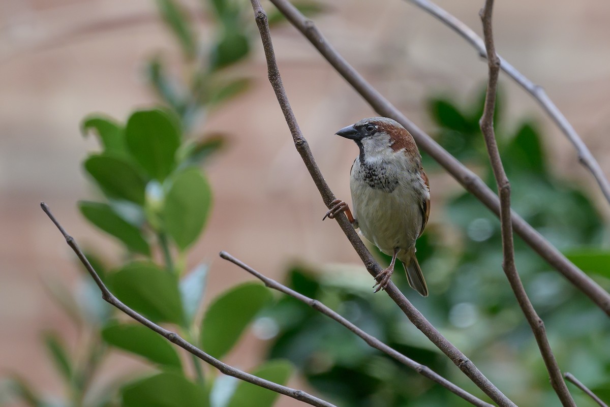 House Sparrow - ML620868343