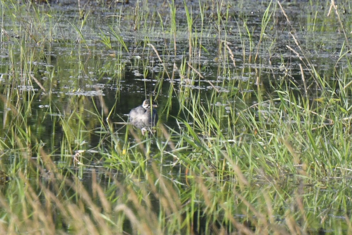 Pied-billed Grebe - ML620868348