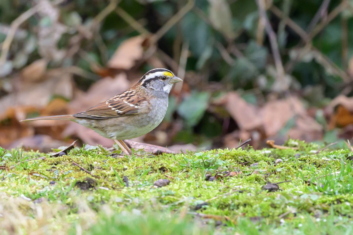 White-throated Sparrow - ML620868349