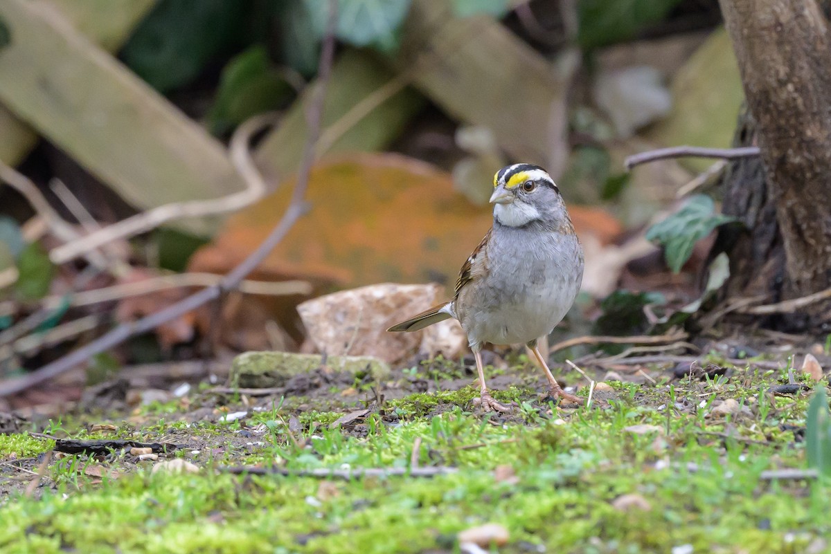 White-throated Sparrow - ML620868350