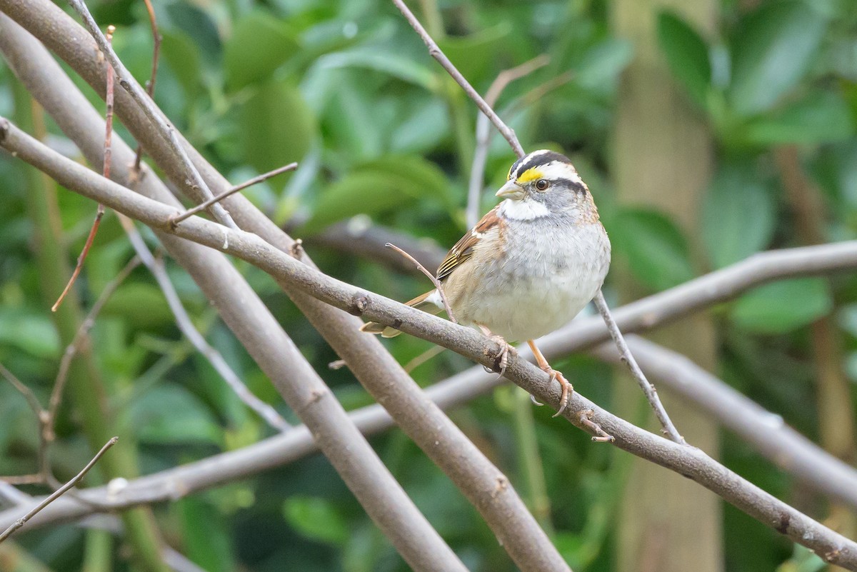 White-throated Sparrow - ML620868351