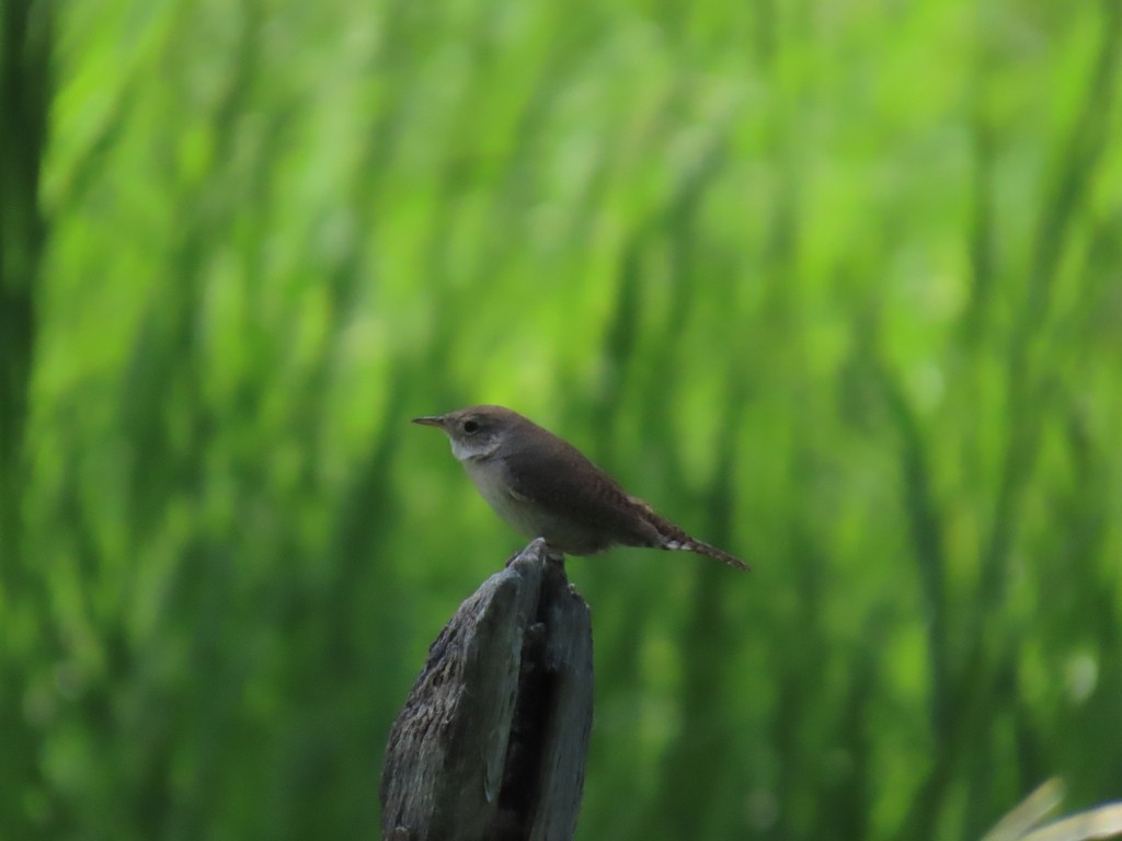 House Wren - ML620868352