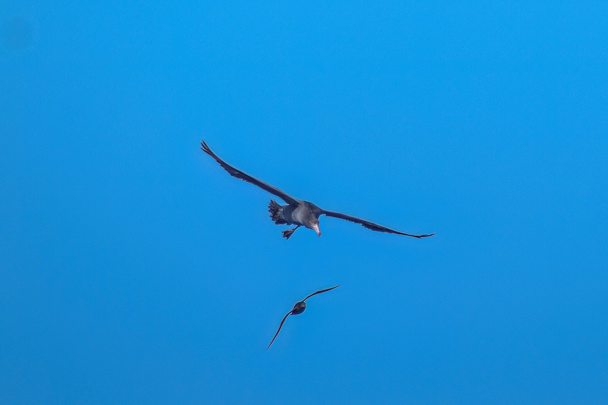 Northern Giant-Petrel - ML620868353